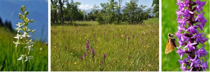KNEIPP-LV-Vorarlberg-Orchideenwanderung