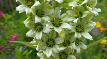 Landeswandertag 2018 Diedamskopf 12