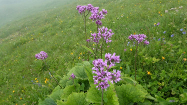 Landeswandertag 2018 Diedamskopf 23