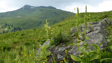 Landeswandertag 2018 Diedamskopf 31