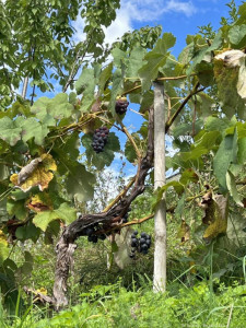 Kneipp LV Vorarlberg Pilgerwanderung Bildstein 3948