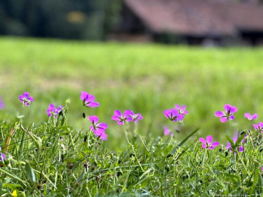 Kneipp LV Vorarlberg Pilgerwanderung Bildstein 3951
