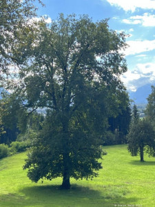 Kneipp LV Vorarlberg Pilgerwanderung Bildstein 3961