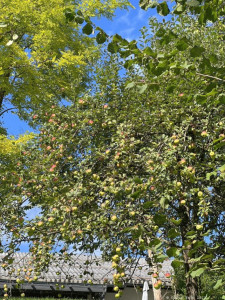 Kneipp LV Vorarlberg Pilgerwanderung Bildstein 3964