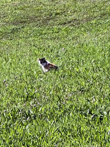 Kneipp LV Vorarlberg Pilgerwanderung Bildstein 3967