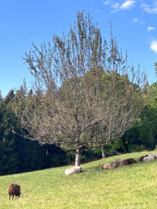 Kneipp LV Vorarlberg Pilgerwanderung Bildstein 3969