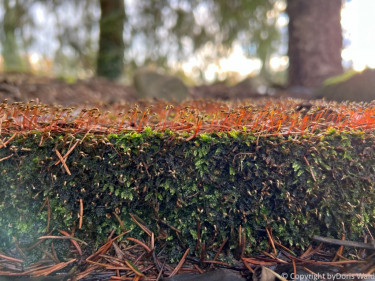 LV Kneipp Vorarlberg Raeuchern In Die Dunkle Zeit 19 11 2022 15 17 01