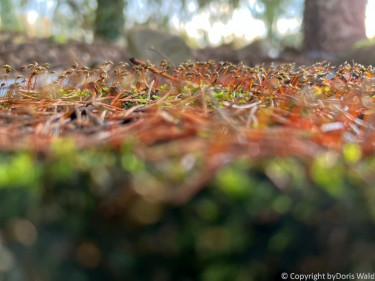 LV Kneipp Vorarlberg Raeuchern In Die Dunkle Zeit 19 11 2022 15 17 17