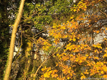 LV Kneipp Vorarlberg Raeuchern In Die Dunkle Zeit 19 11 2022 15 44 11