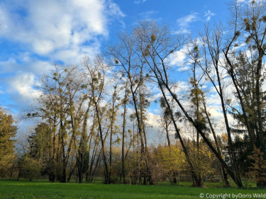 LV Kneipp Vorarlberg Raeuchern In Die Dunkle Zeit 19 11 2022 15 45 14