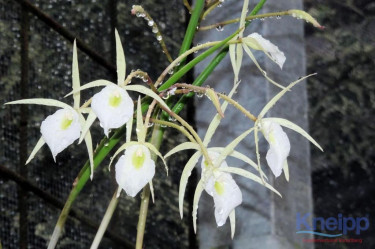 PHOTO 2024 01 26 14 02 21