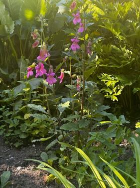 Gartenbesichtigung 4